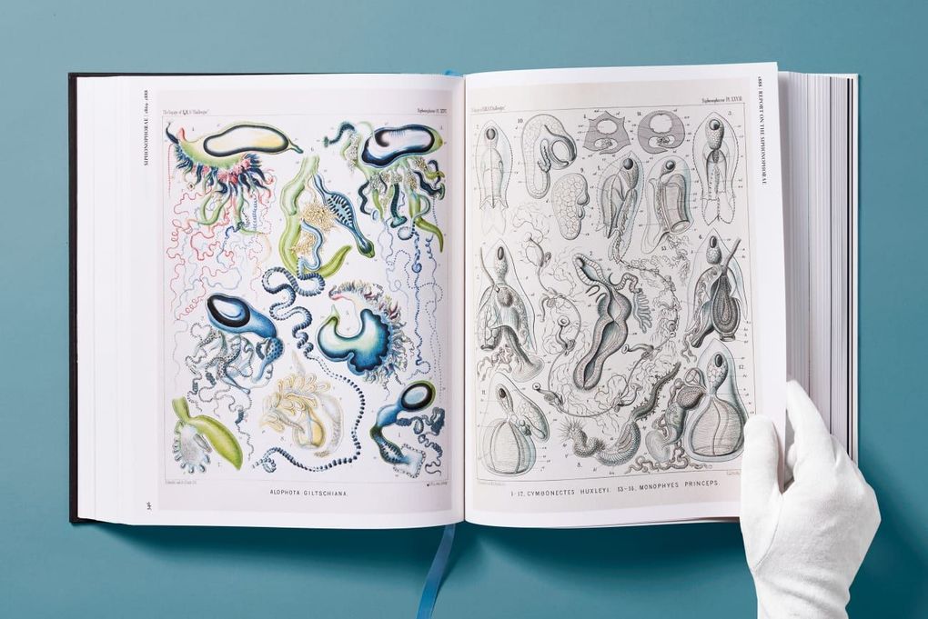 Weitere Ansicht: The Art and Science of Ernst Haeckel | Julia Voss, Rainer Willmann