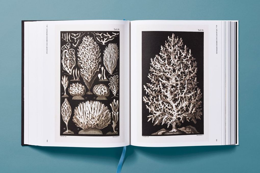 Weitere Ansicht: The Art and Science of Ernst Haeckel | Julia Voss, Rainer Willmann
