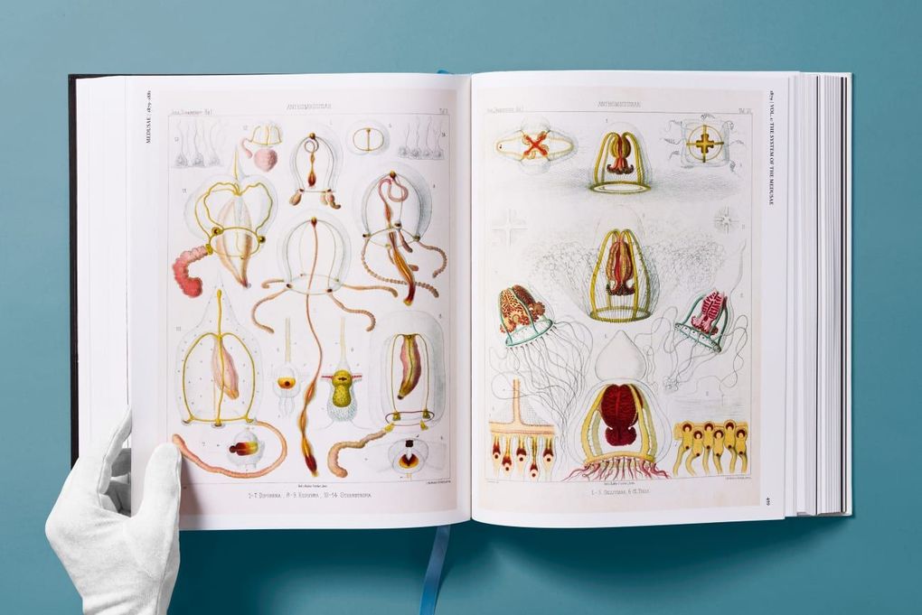 Weitere Ansicht: The Art and Science of Ernst Haeckel | Julia Voss, Rainer Willmann