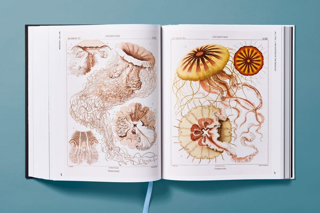 Weitere Ansicht: The Art and Science of Ernst Haeckel | Julia Voss, Rainer Willmann