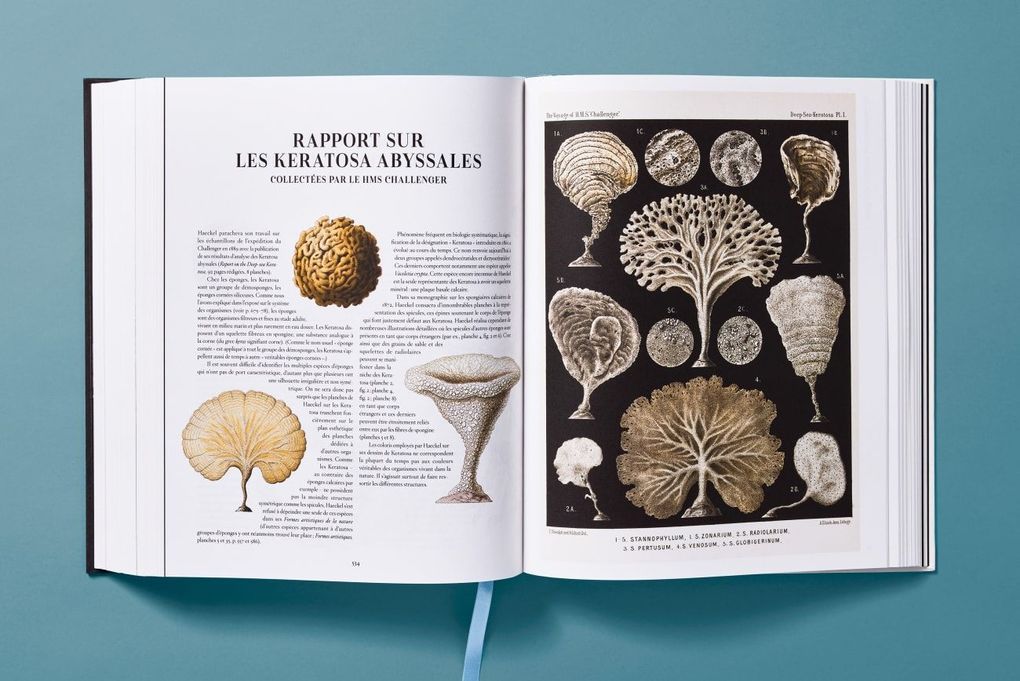 Weitere Ansicht: The Art and Science of Ernst Haeckel | Julia Voss, Rainer Willmann