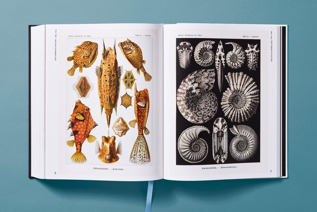 Weitere Ansicht: The Art and Science of Ernst Haeckel | Julia Voss, Rainer Willmann
