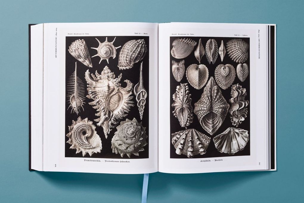 Weitere Ansicht: The Art and Science of Ernst Haeckel | Julia Voss, Rainer Willmann