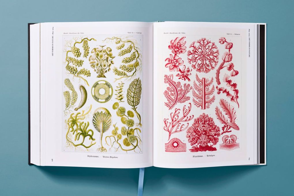 Weitere Ansicht: The Art and Science of Ernst Haeckel | Julia Voss, Rainer Willmann