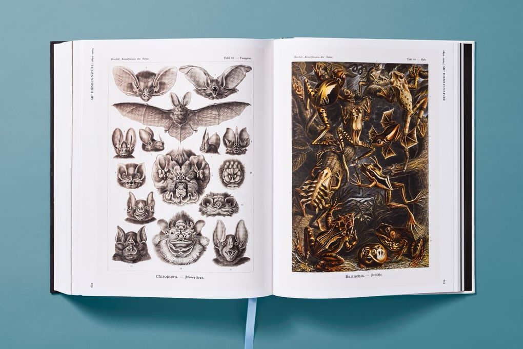 Weitere Ansicht: The Art and Science of Ernst Haeckel | Julia Voss, Rainer Willmann