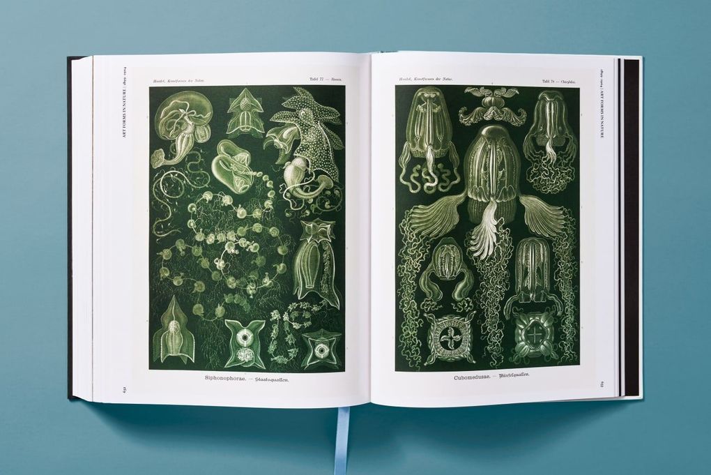 Weitere Ansicht: The Art and Science of Ernst Haeckel | Julia Voss, Rainer Willmann