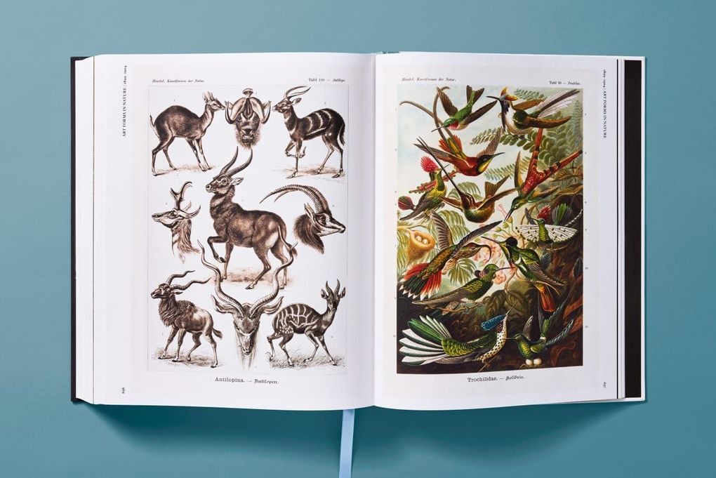 Weitere Ansicht: The Art and Science of Ernst Haeckel | Julia Voss, Rainer Willmann