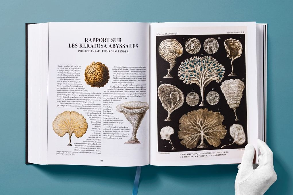 Weitere Ansicht: The Art and Science of Ernst Haeckel | Julia Voss, Rainer Willmann