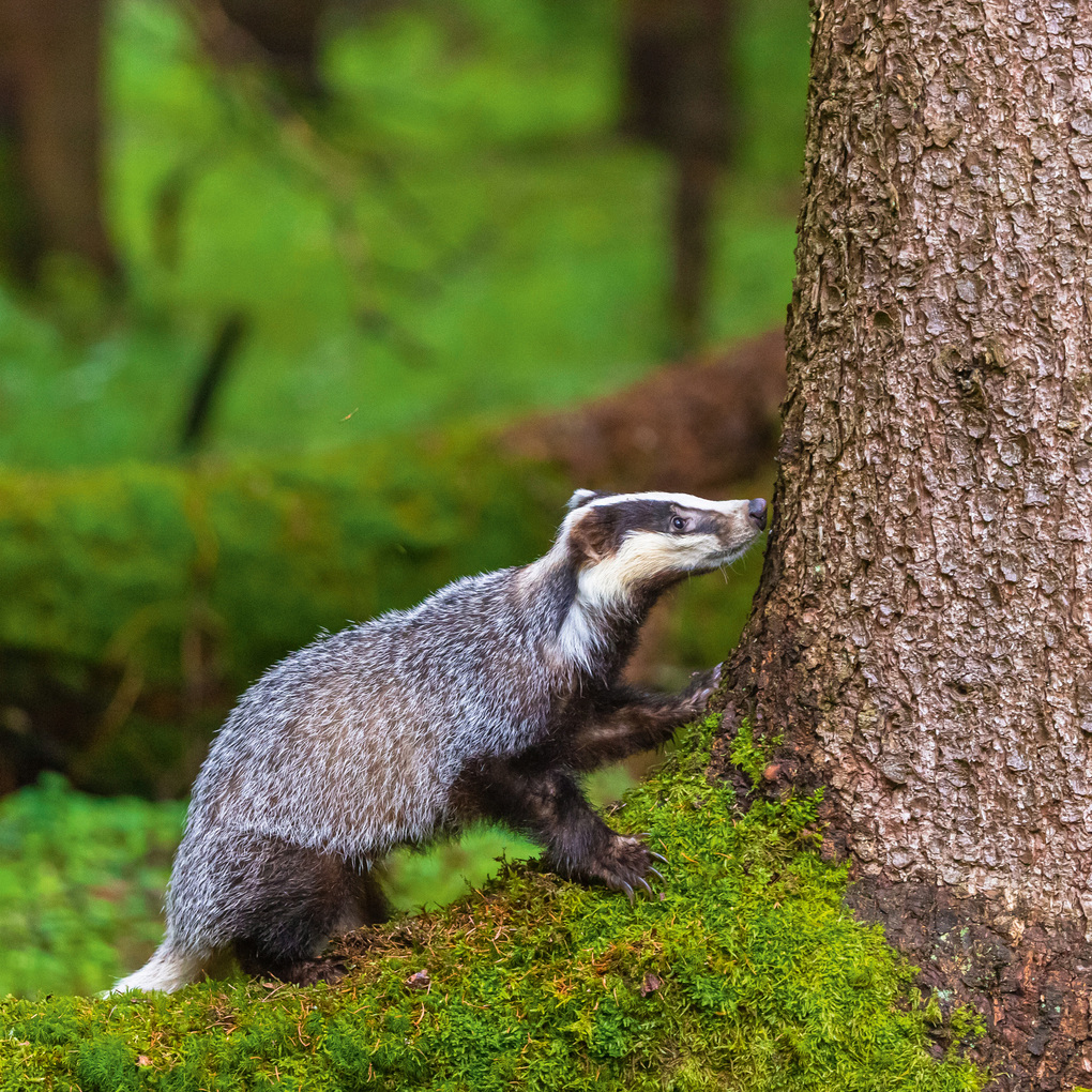 Weitere Ansicht: Dwellers of the Woodlands 2027