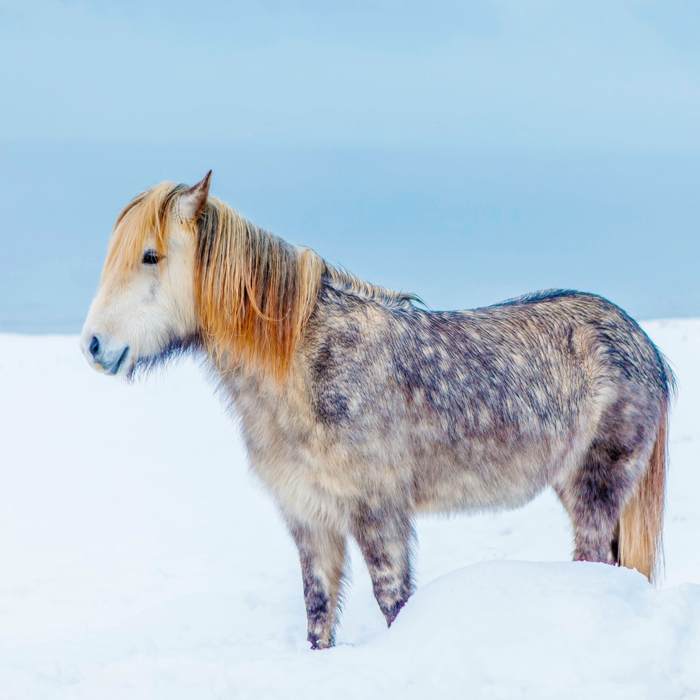 Weitere Ansicht: Magic Horses 2027