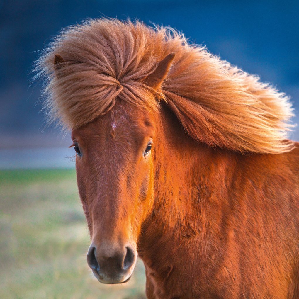 Weitere Ansicht: Magic Horses 2027