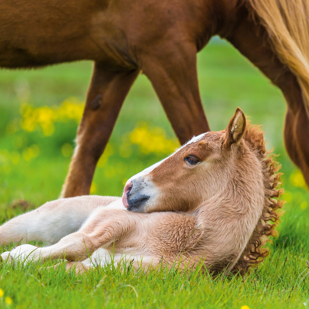 Weitere Ansicht: Magic Horses 2027