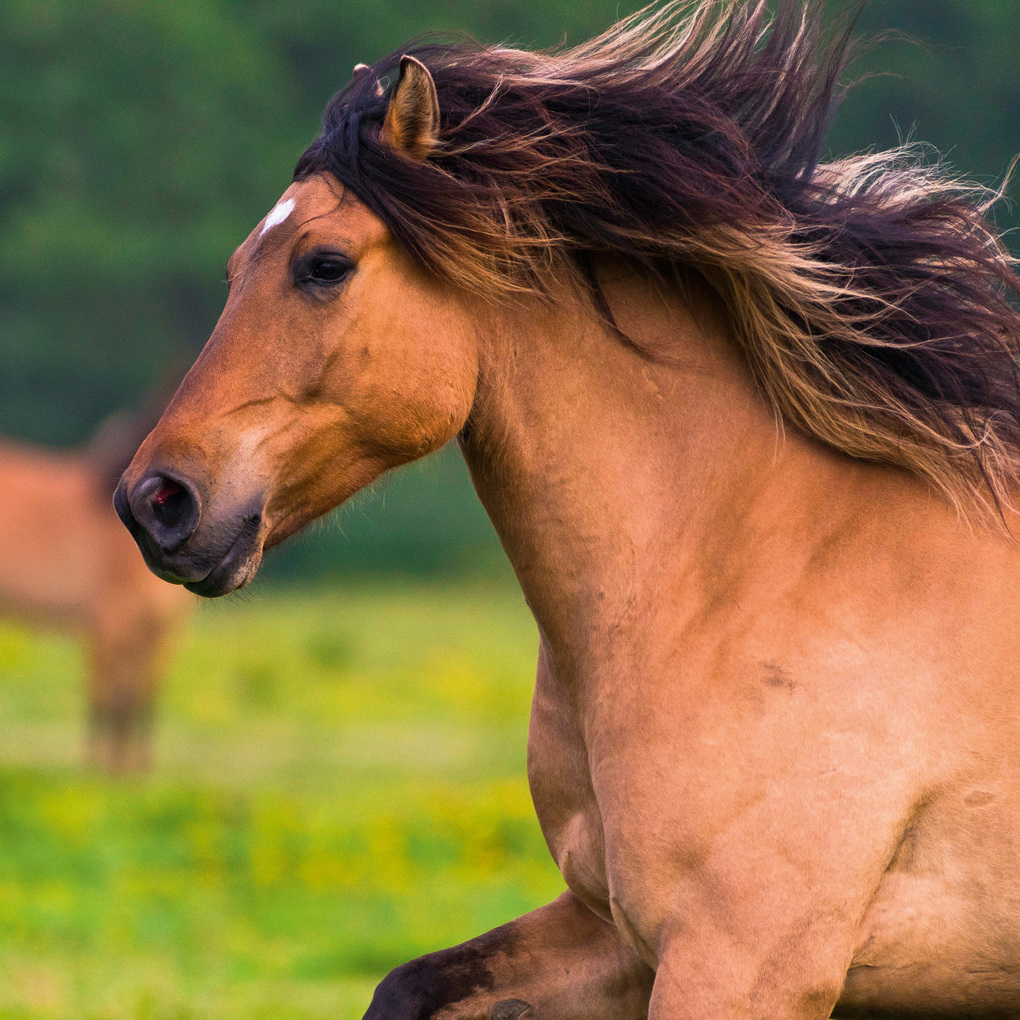Weitere Ansicht: Magic Horses 2027