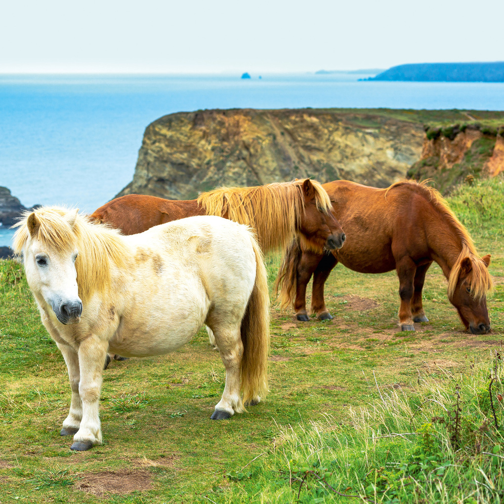 Weitere Ansicht: Magic Horses 2027