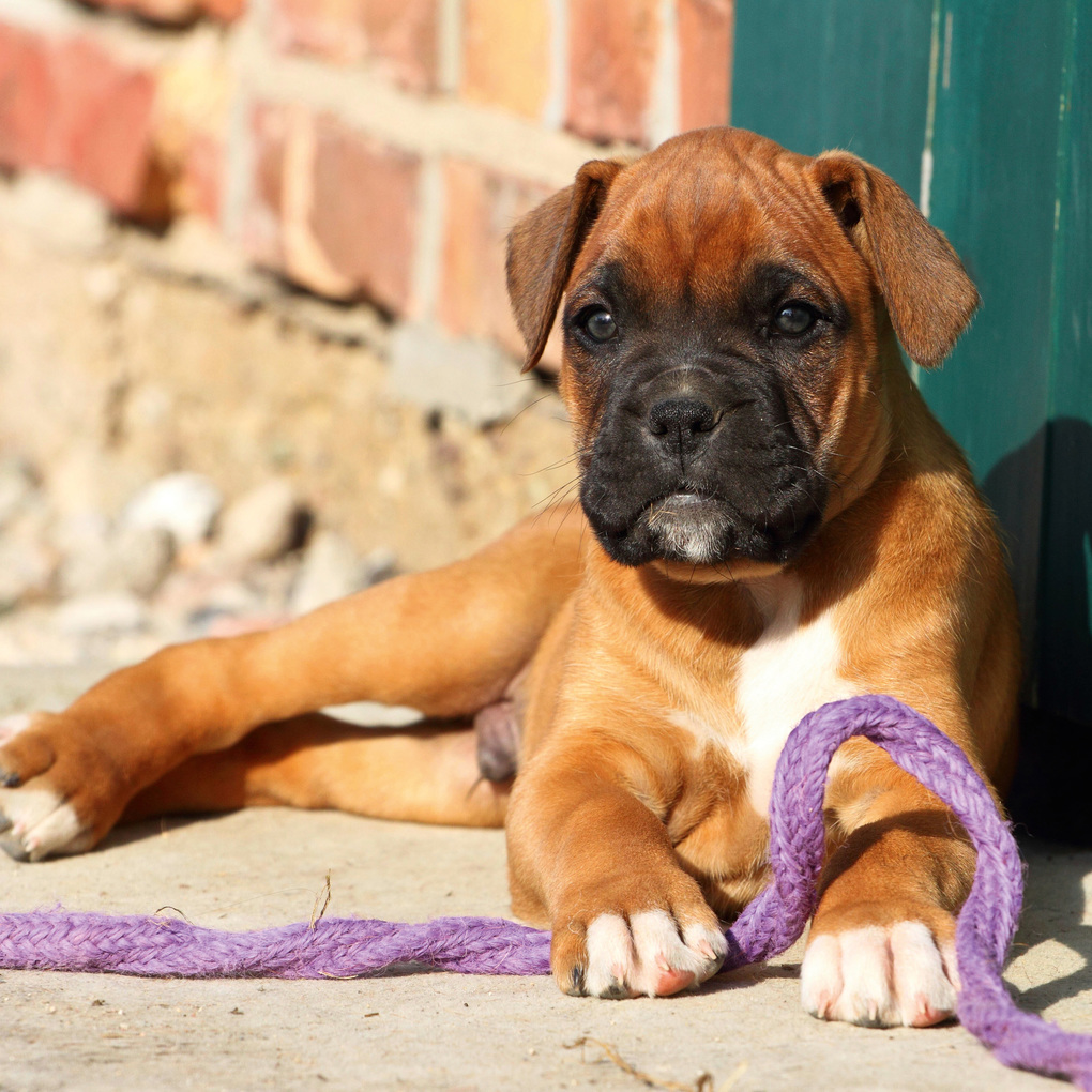 Weitere Ansicht: Dogs 2027