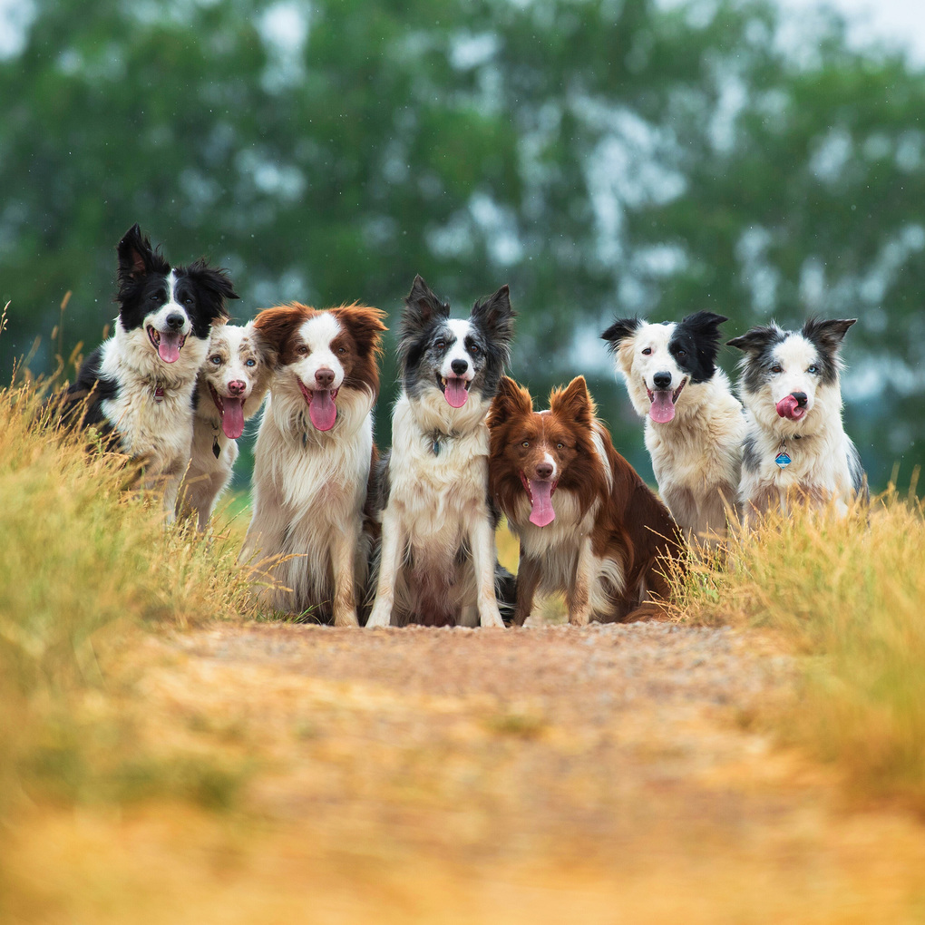 Weitere Ansicht: Dogs 2027