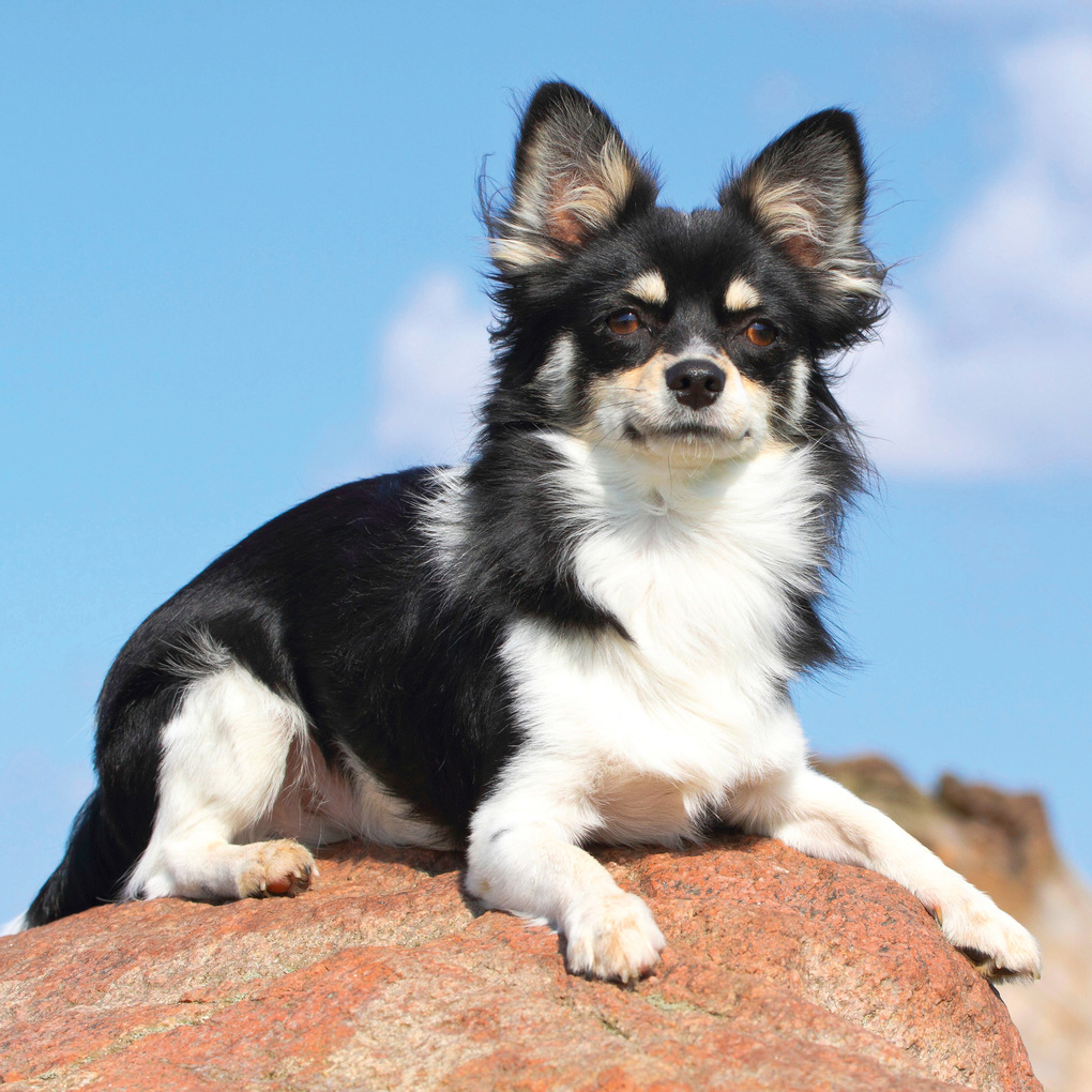 Weitere Ansicht: Dogs 2027