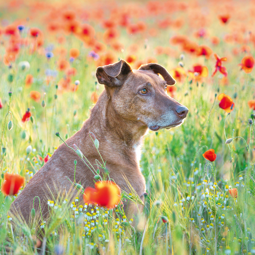 Weitere Ansicht: Dogs 2027