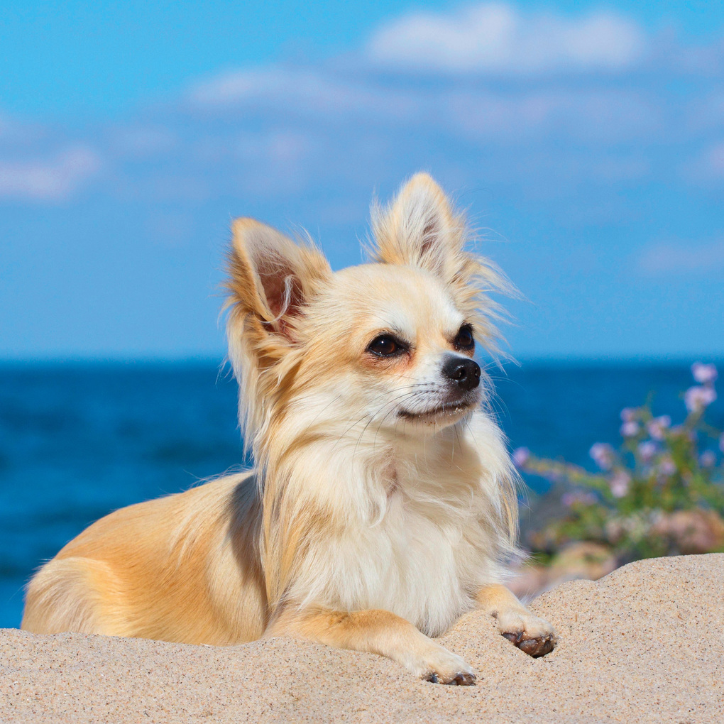 Weitere Ansicht: Dogs 2027