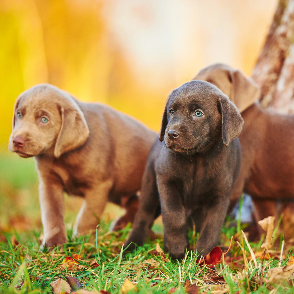 Weitere Ansicht: Dogs 2027