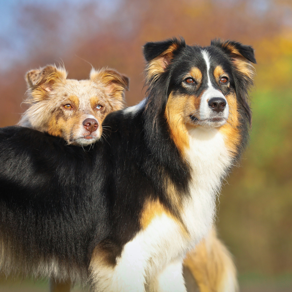 Weitere Ansicht: Dogs 2027