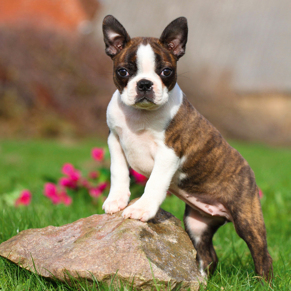 Weitere Ansicht: Dogs 2027