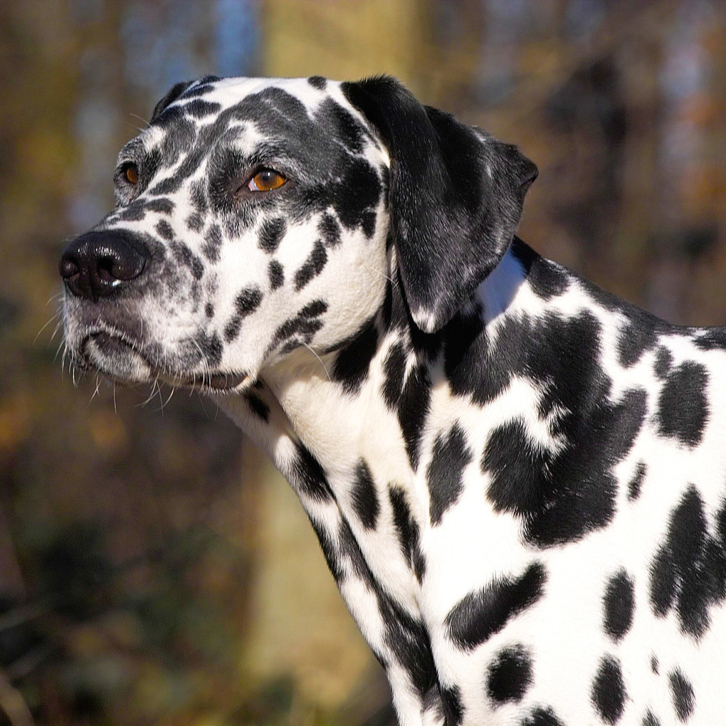 Weitere Ansicht: Dogs 2027