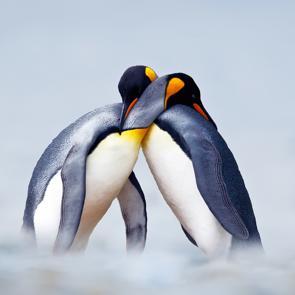 Weitere Ansicht: Penguins 2027