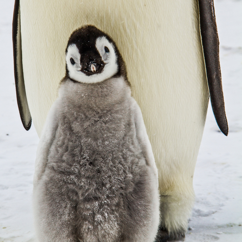 Weitere Ansicht: Penguins 2027