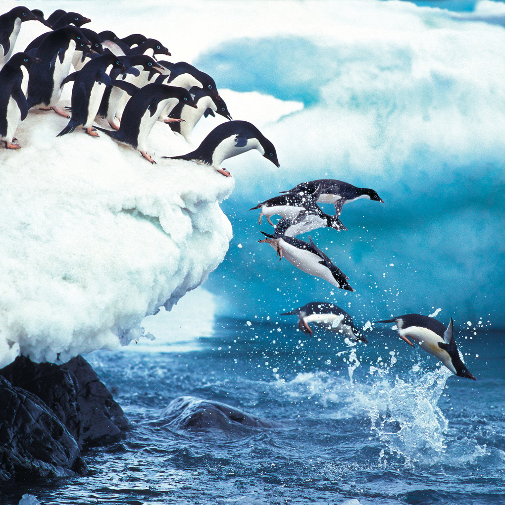 Weitere Ansicht: Penguins 2027