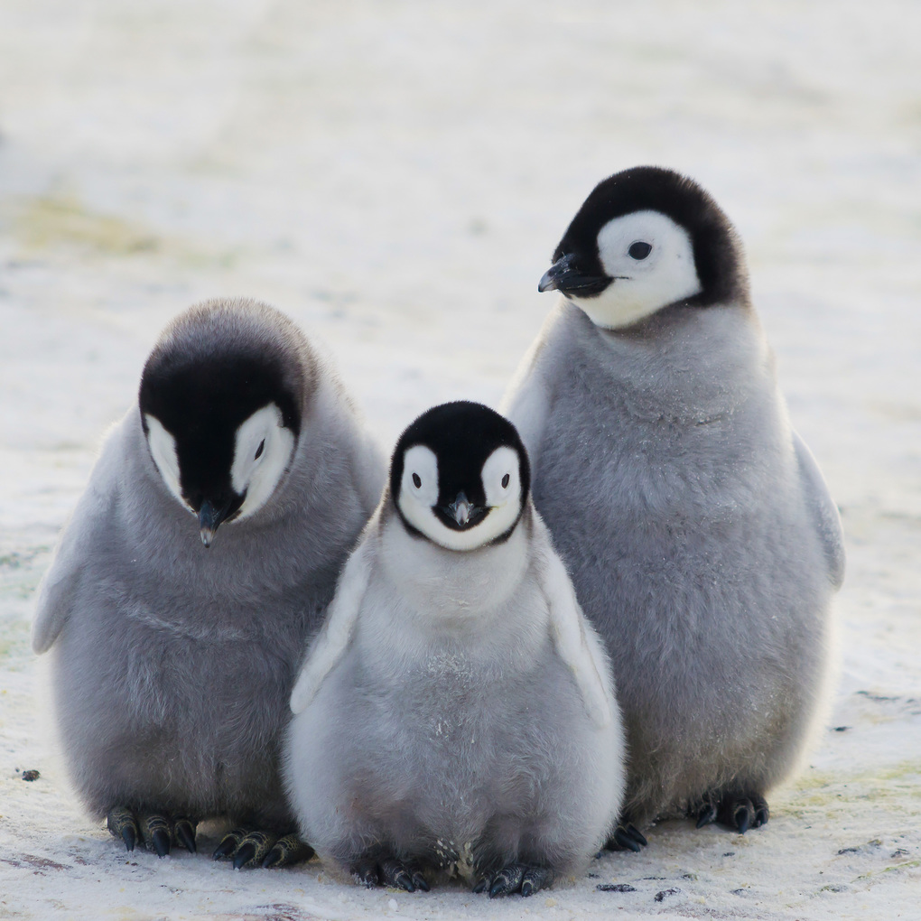 Weitere Ansicht: Penguins 2027