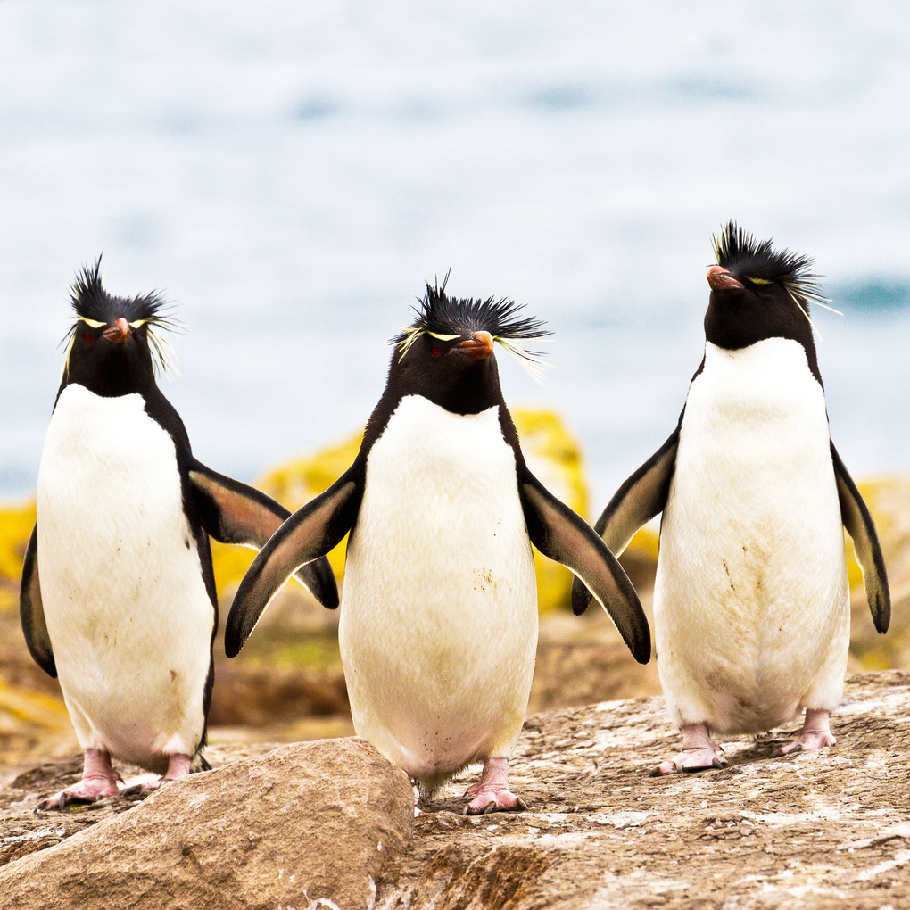 Weitere Ansicht: Penguins 2027