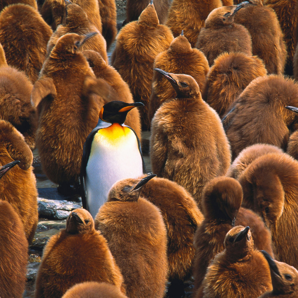 Weitere Ansicht: Penguins 2027