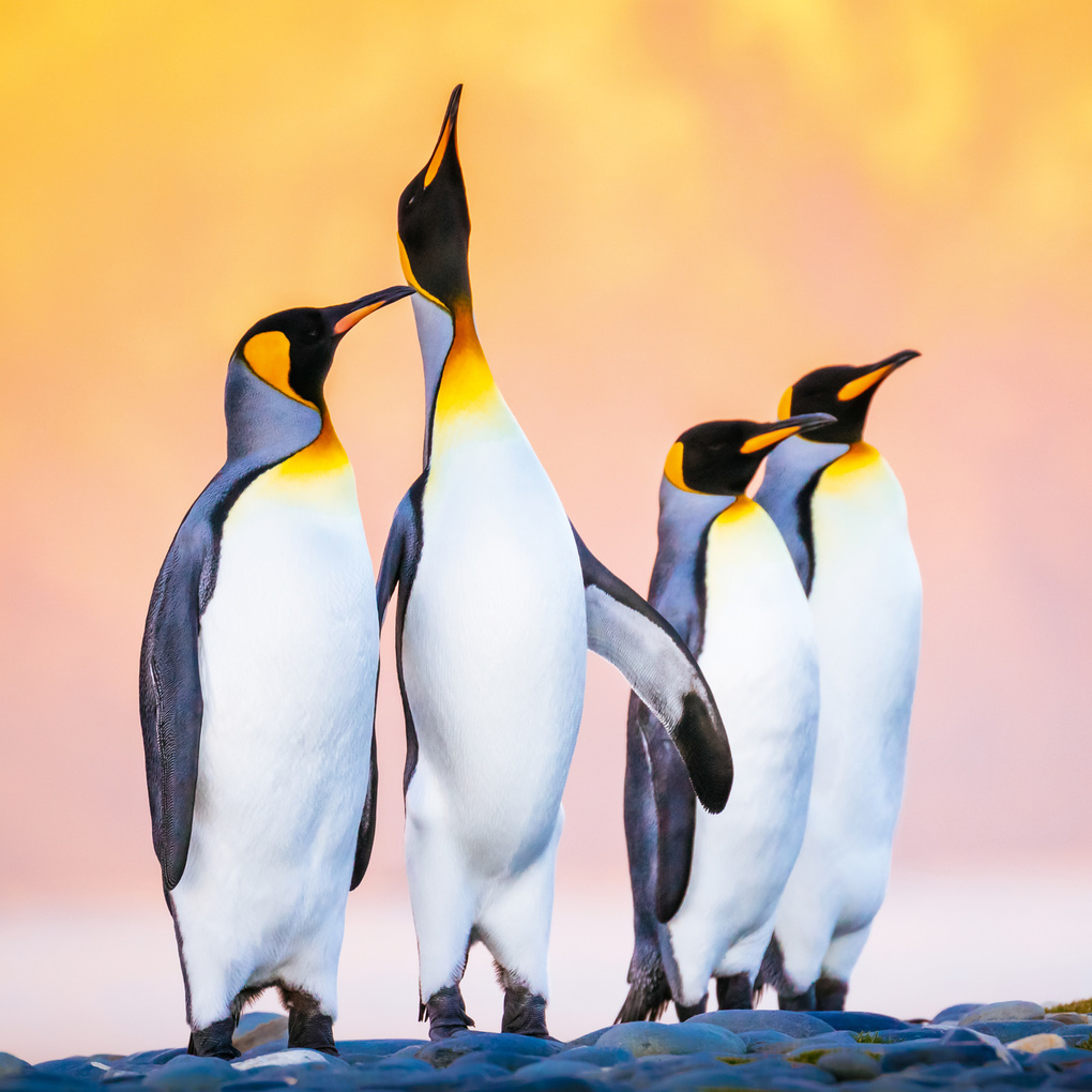 Weitere Ansicht: Penguins 2027