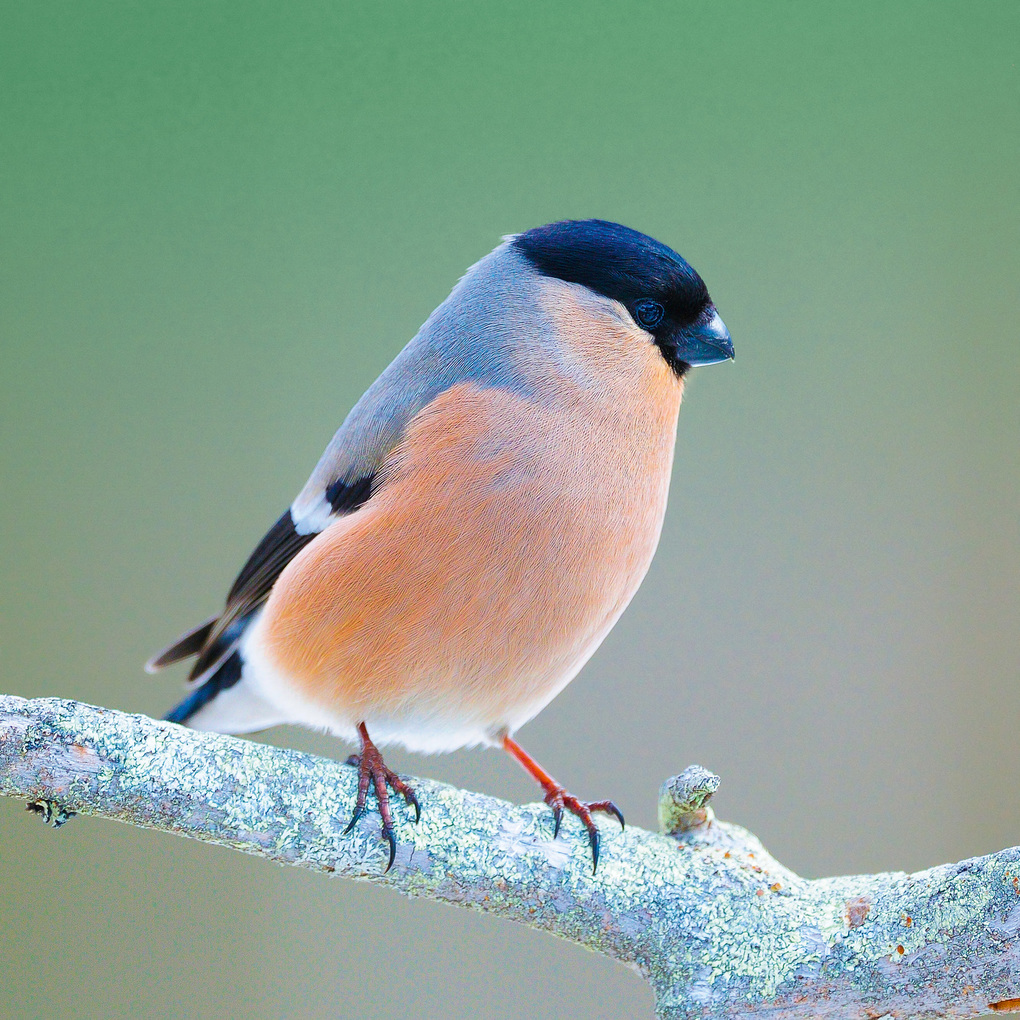 Weitere Ansicht: Birds 2027