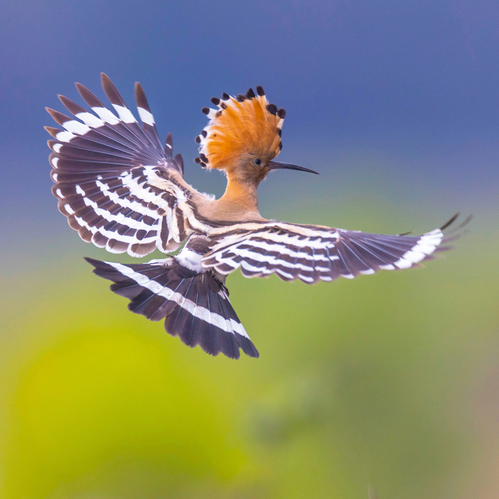 Weitere Ansicht: Birds 2027