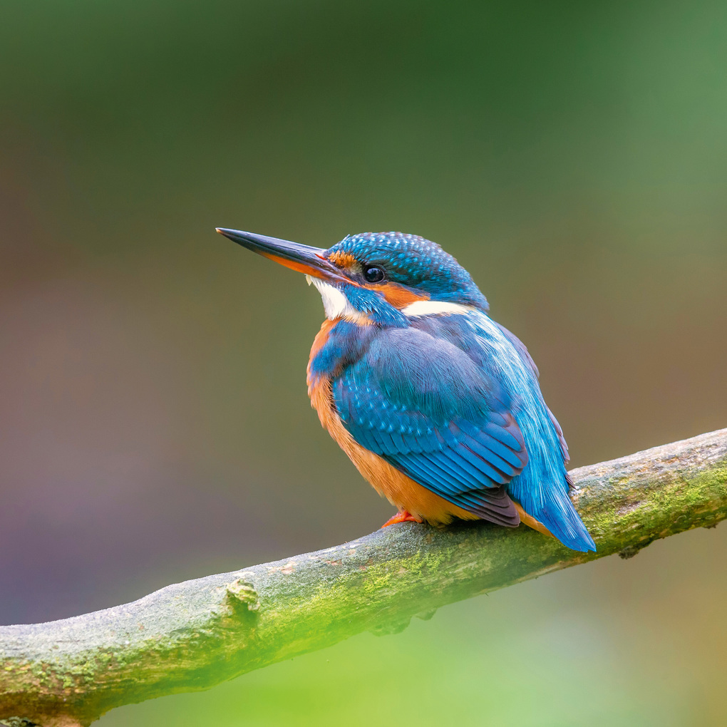 Weitere Ansicht: Birds 2027
