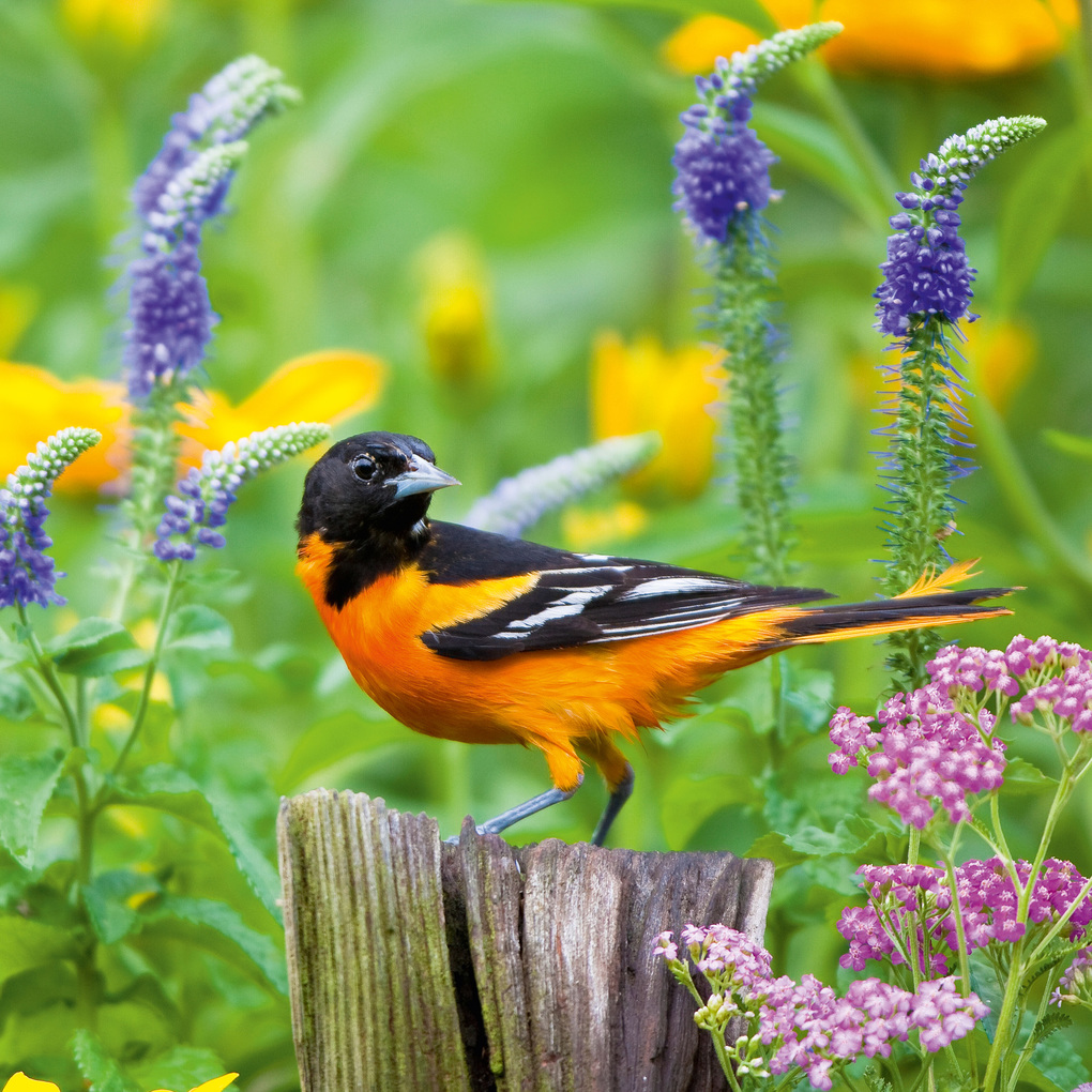 Weitere Ansicht: Birds 2027