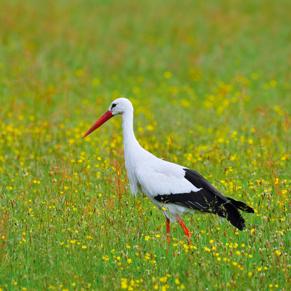 Weitere Ansicht: Birds 2027