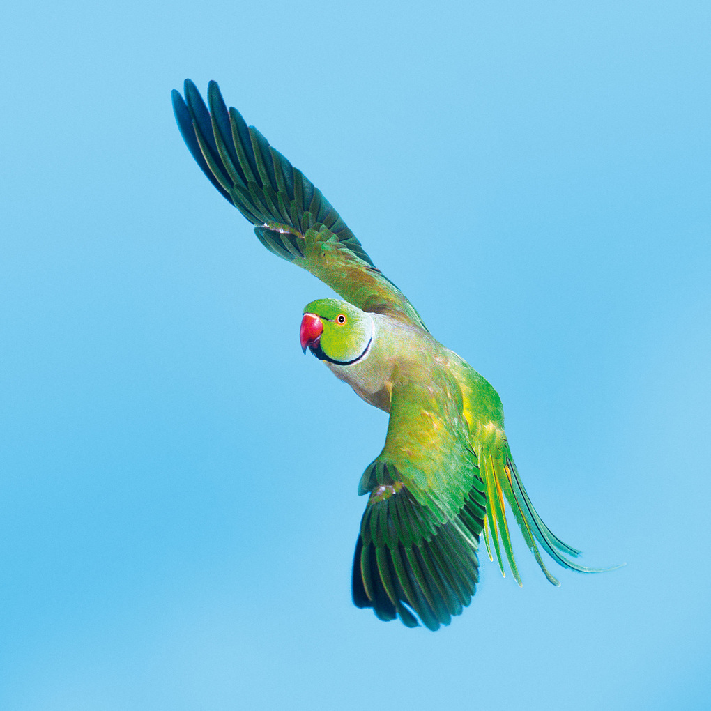 Weitere Ansicht: Birds 2027