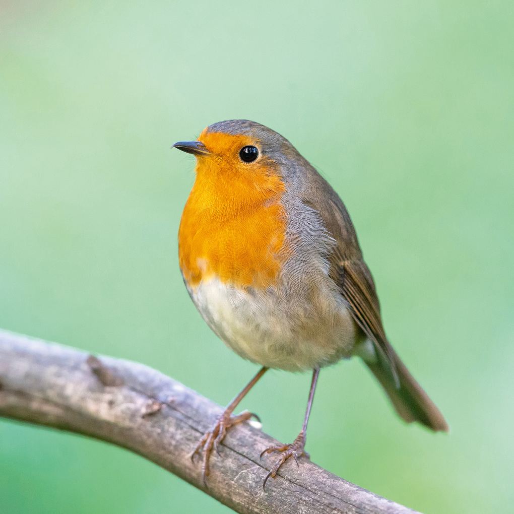 Weitere Ansicht: Birds 2027