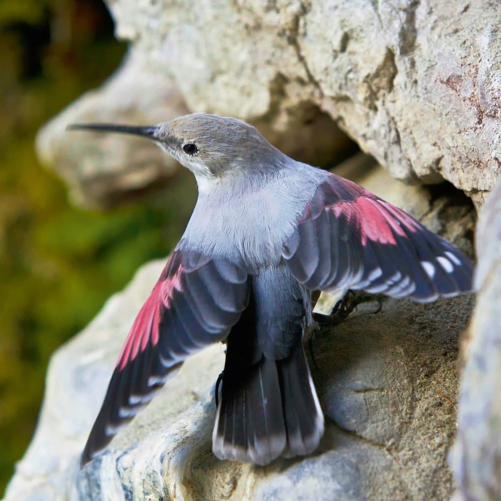 Weitere Ansicht: Birds 2027