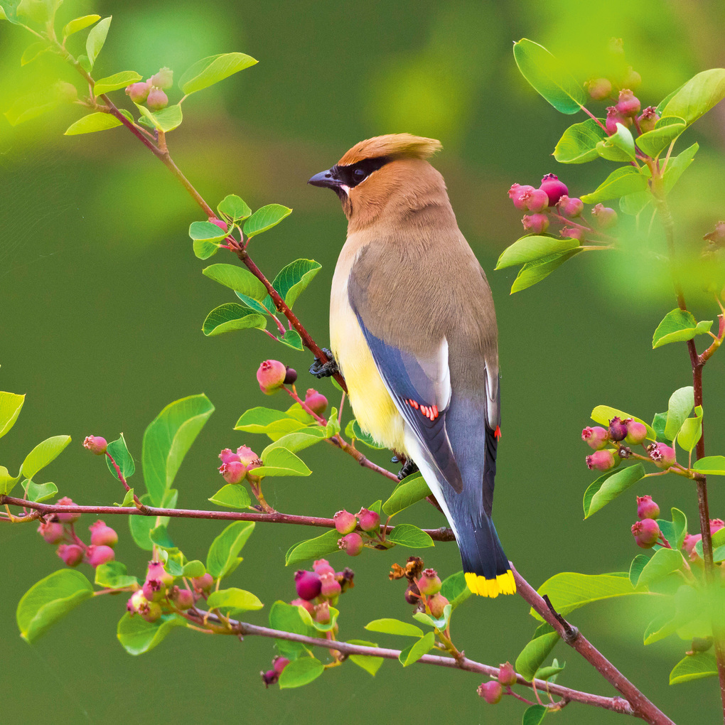 Weitere Ansicht: Birds 2027