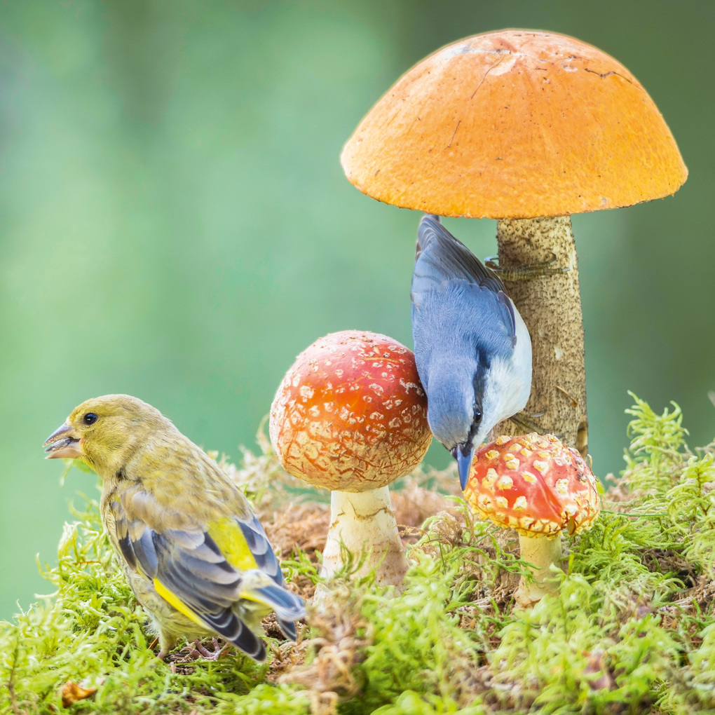 Weitere Ansicht: Birds 2027