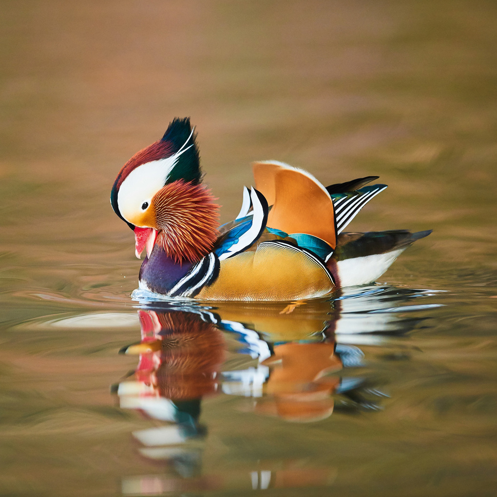 Weitere Ansicht: Birds 2027