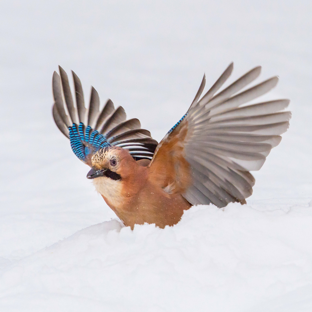 Weitere Ansicht: Birds 2027