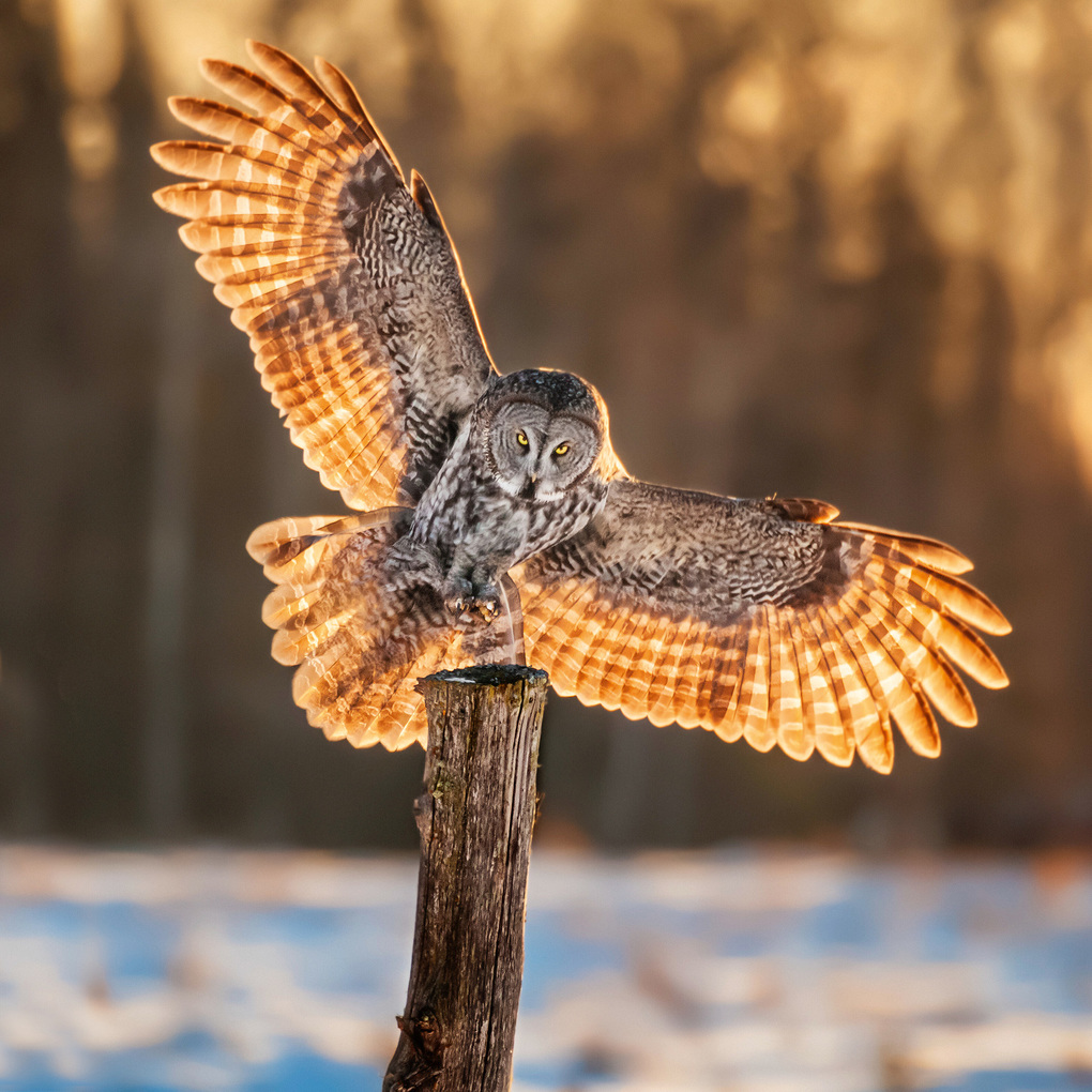 Weitere Ansicht: Magic Owls 2027
