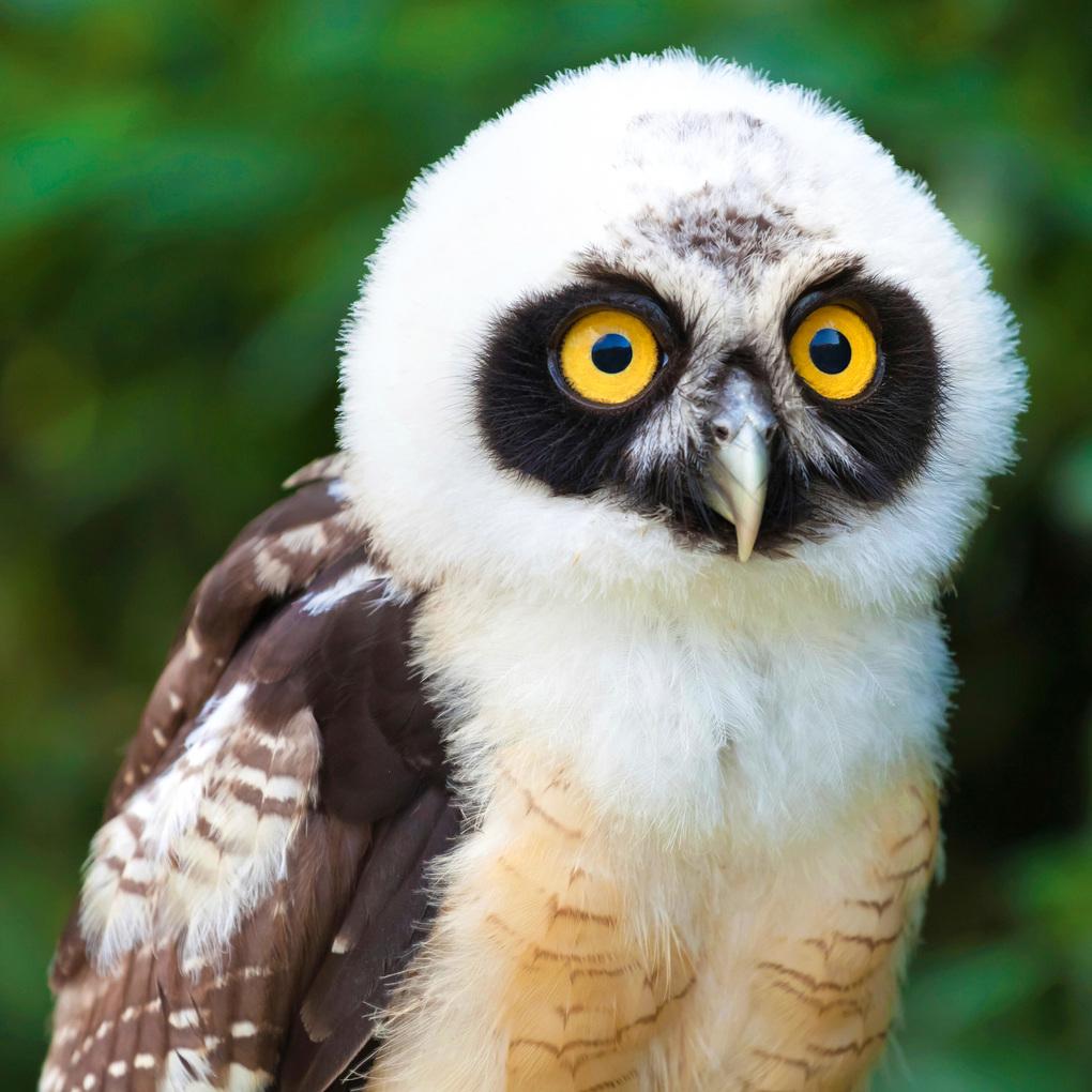 Weitere Ansicht: Magic Owls 2027