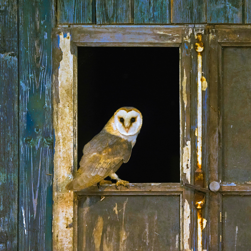 Weitere Ansicht: Magic Owls 2027
