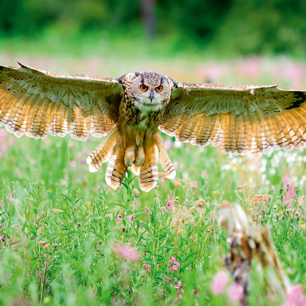 Weitere Ansicht: Magic Owls 2027